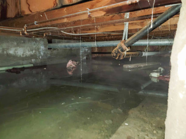 Best Water damage cleanup near me  in Arthur, IL
